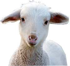 lambface